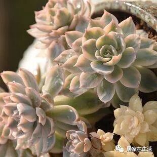 出锦的多肉植物 是每一个多肉爱好者的最爱 皮氏蓝石莲锦超美 居家在生活 微信公众号文章阅读 Wemp