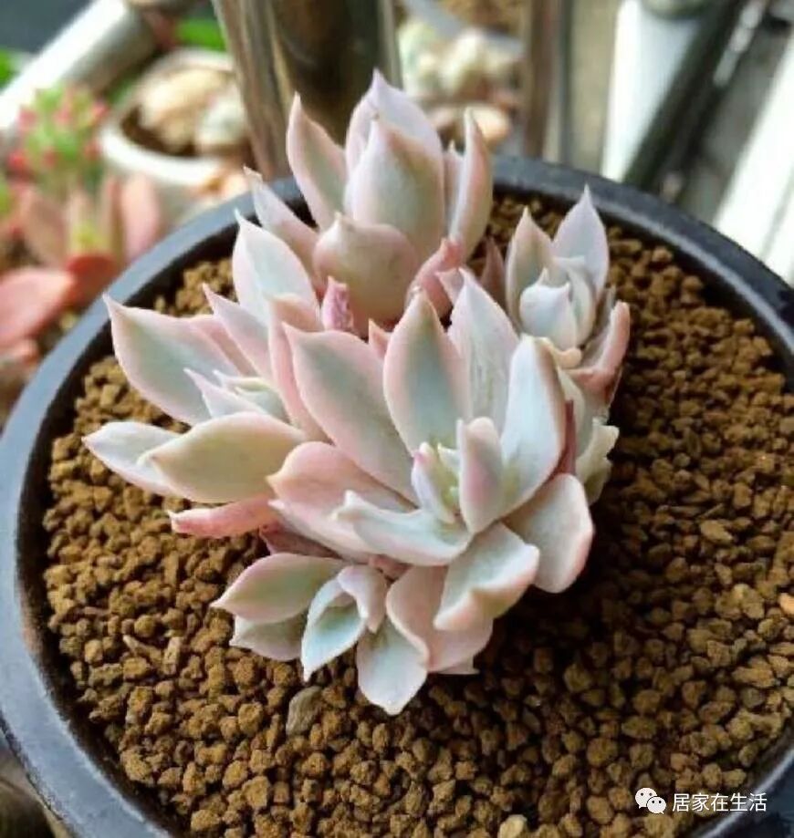 出锦的多肉植物 是每一个多肉爱好者的最爱 皮氏蓝石莲锦超美 居家在生活 微信公众号文章阅读 Wemp
