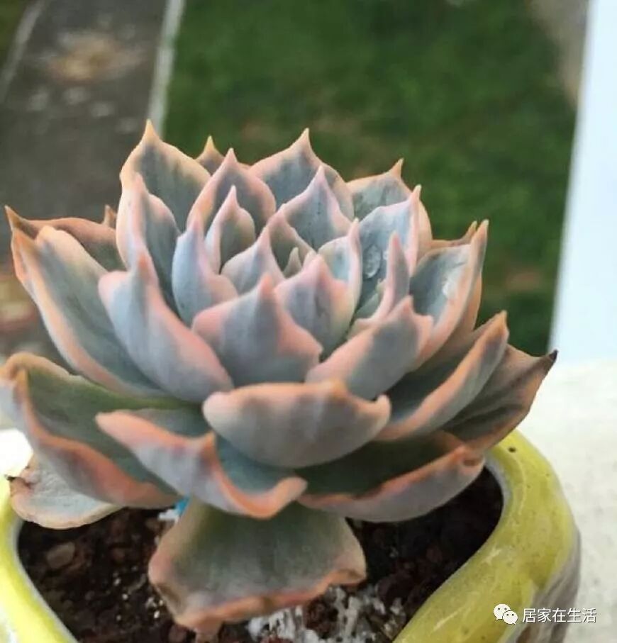 出锦的多肉植物 是每一个多肉爱好者的最爱 皮氏蓝石莲锦超美 居家在生活 微信公众号文章阅读 Wemp