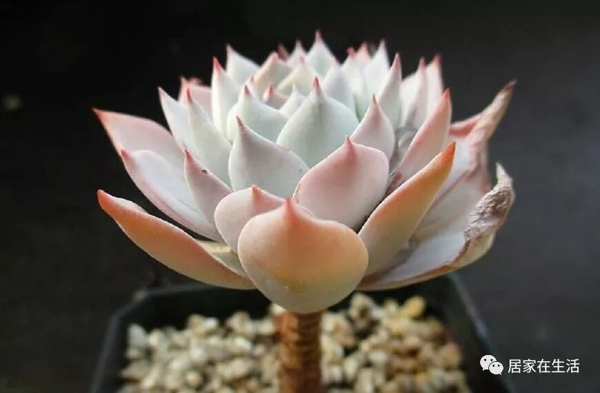 出锦的多肉植物 是每一个多肉爱好者的最爱 皮氏蓝石莲锦超美 居家在生活 微信公众号文章阅读 Wemp