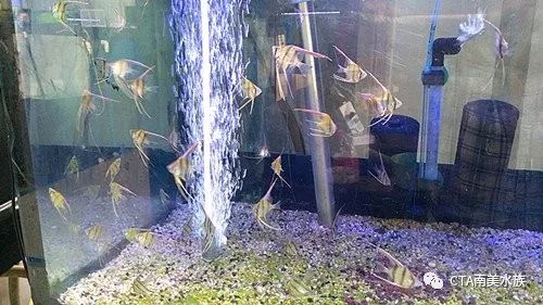 埃及神仙鱼突然死亡_埃及神仙鱼扎堆沉底_埃及神仙鱼死亡密度