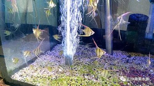 埃及神仙鱼死亡密度_埃及神仙鱼突然死亡_埃及神仙鱼扎堆沉底