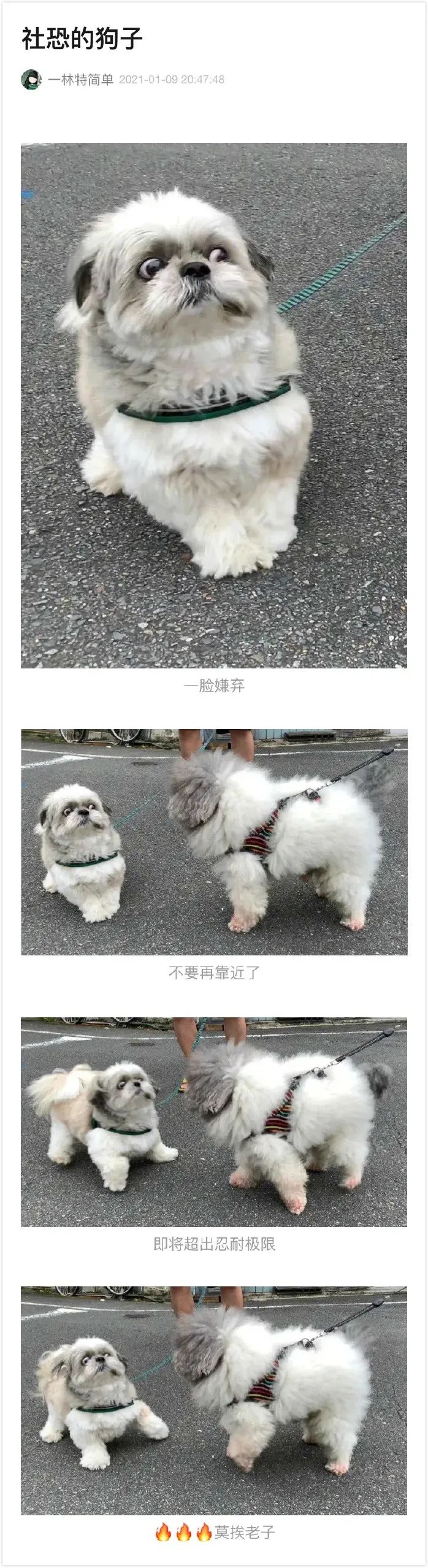 郑爽回应代孕弃养风波,哈哈哈这下真的洗白不了-微信头条网 郑爽回应代孕弃养风波,哈哈哈这下真的洗白不了
