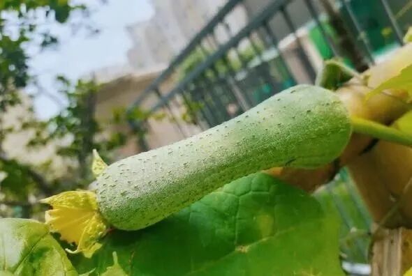 这4种常见菜，越苦越毒，千万要小心