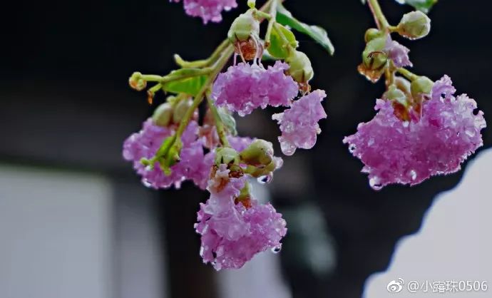 高顏值的紫薇花開遍南京 收好賞花地圖 週末就去打卡吧 Out慢 微文庫
