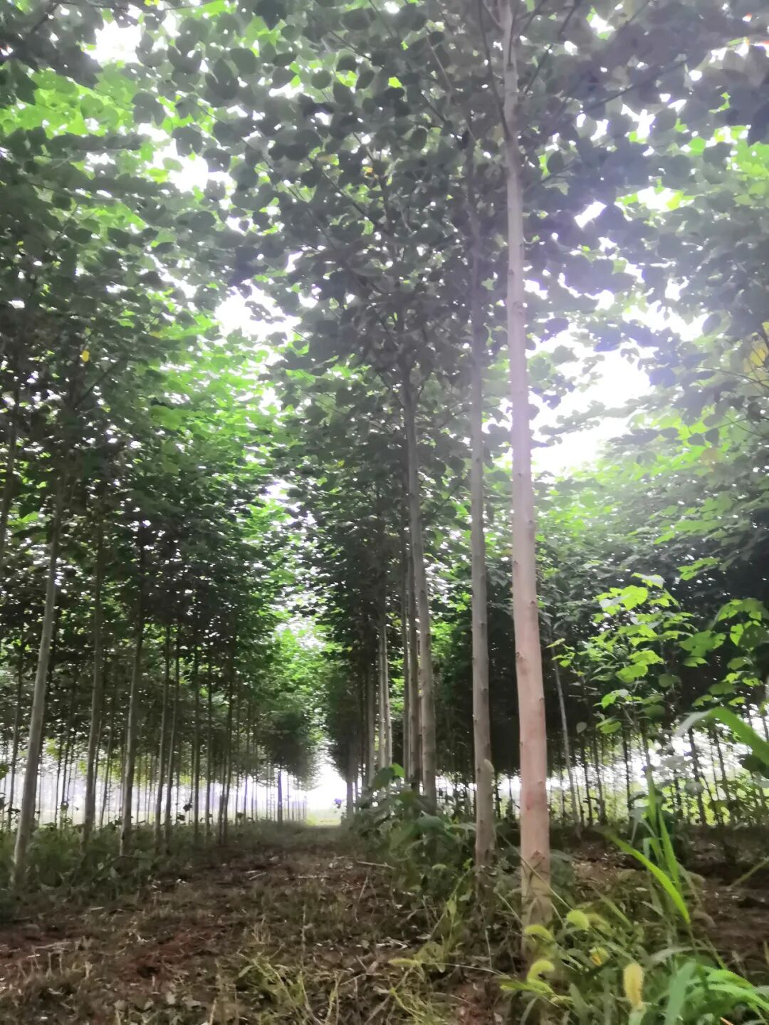 速生树种_树种生长特性有什么_硬阔属于慢生树种吗