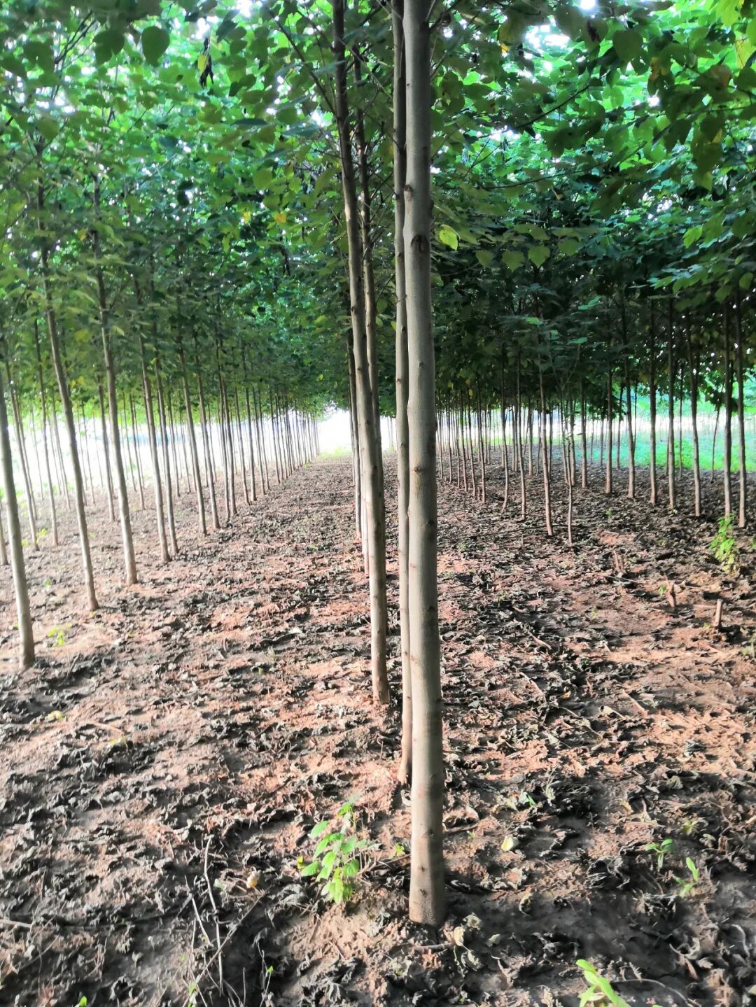 硬阔属于慢生树种吗_树种生长特性有什么_速生树种