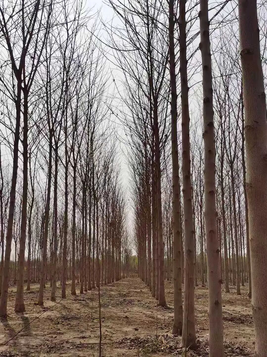 树种生长特性有什么_硬阔属于慢生树种吗_速生树种