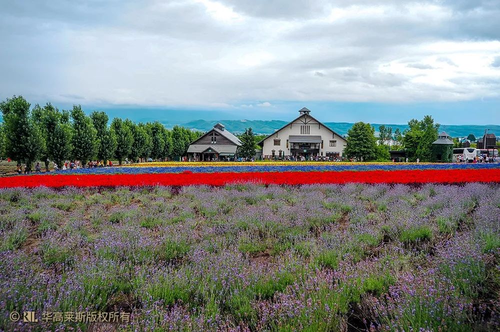 丈量城市 花花 世界 中富良野町 自由微信 Freewechat