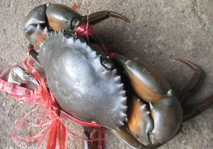 产于 缅甸 , 孟加拉 一 带海中,是以其外壳的特别漆黑而取名黑蟹的.