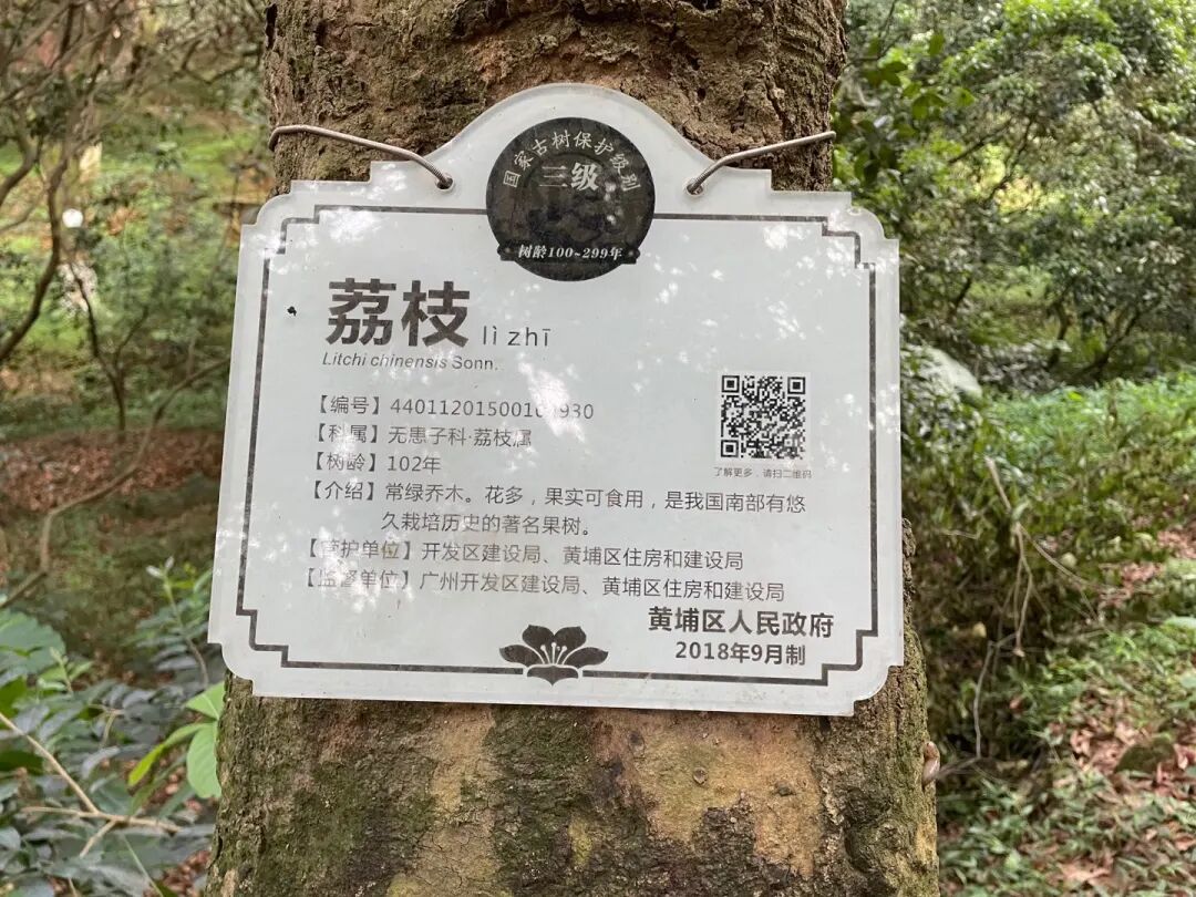 定调！黄埔明确旧改态度，即将出台新政