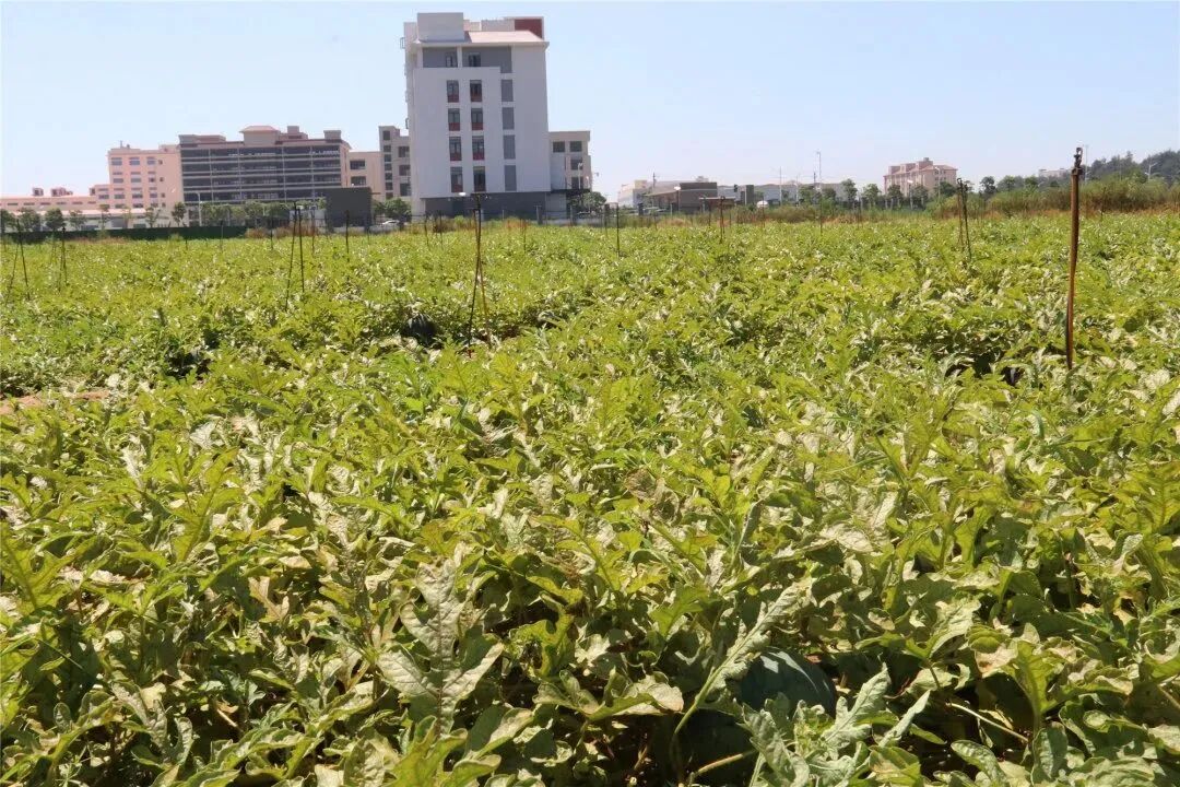 助力节水型社会创建，长乐这样做......