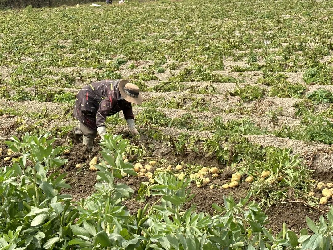 收获“金豆豆”~这个村迎来丰收季！