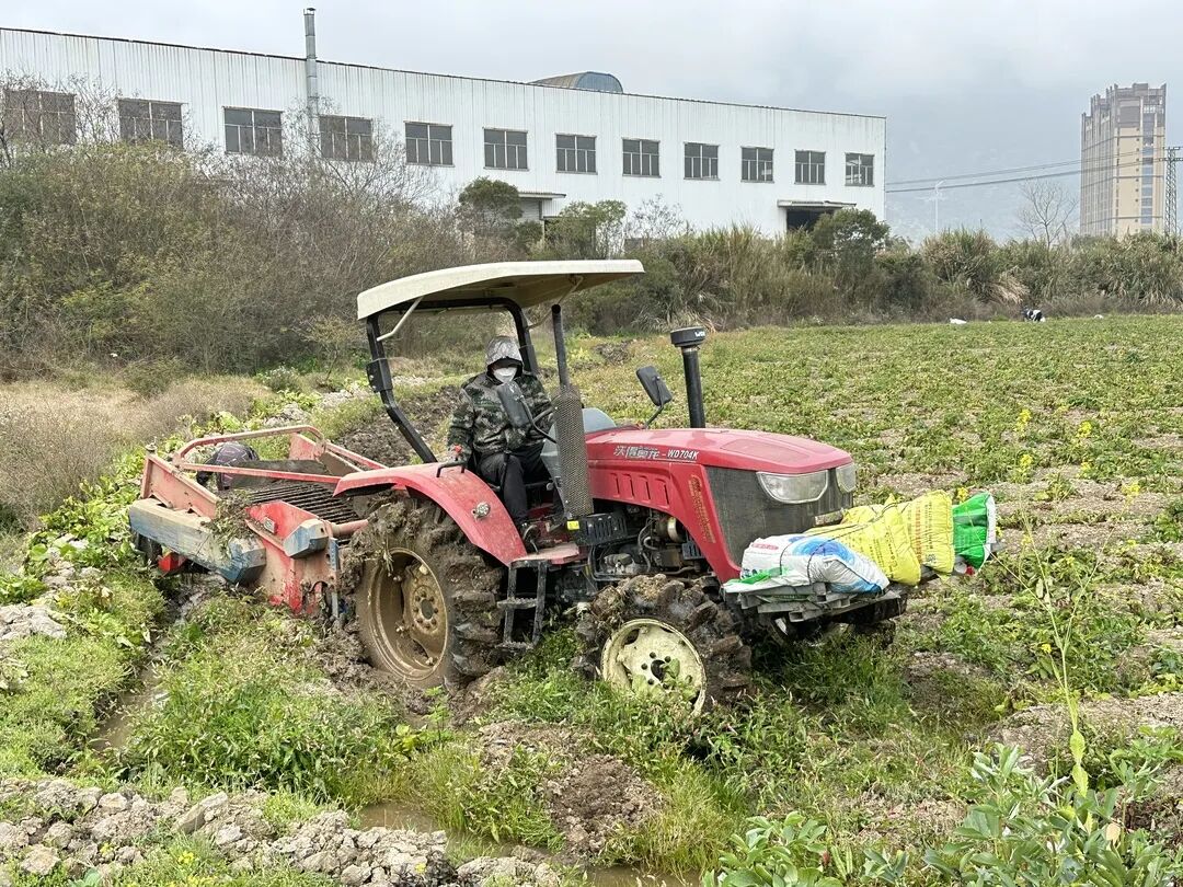 收获“金豆豆”~这个村迎来丰收季！
