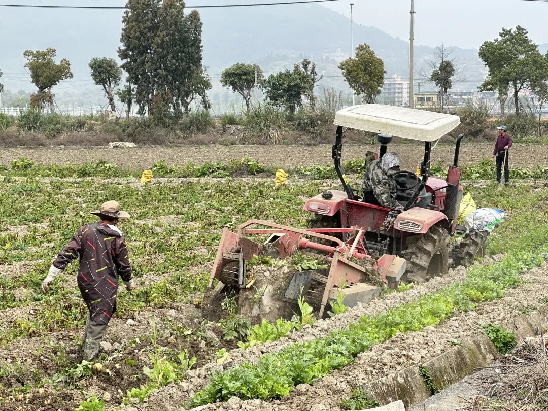 收获“金豆豆”~这个村迎来丰收季！