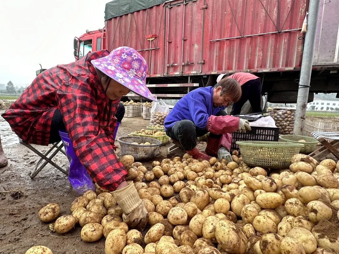 收获“金豆豆”~这个村迎来丰收季！