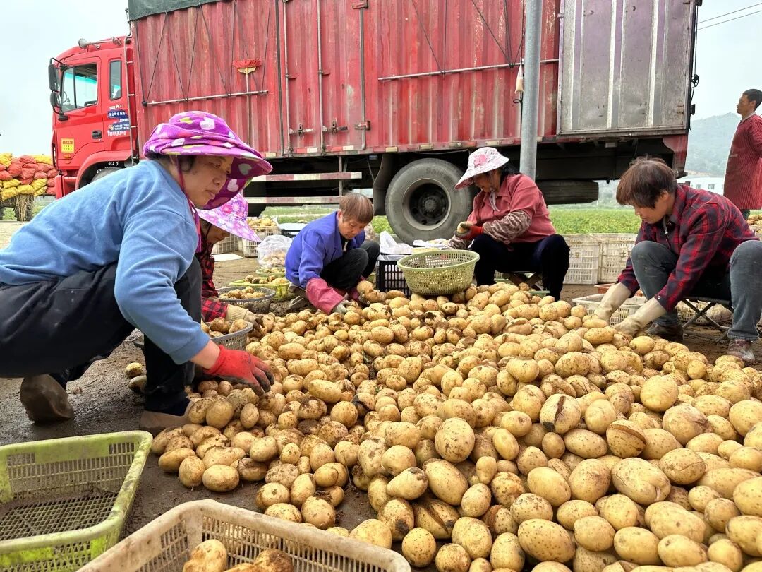 收获“金豆豆”~这个村迎来丰收季！