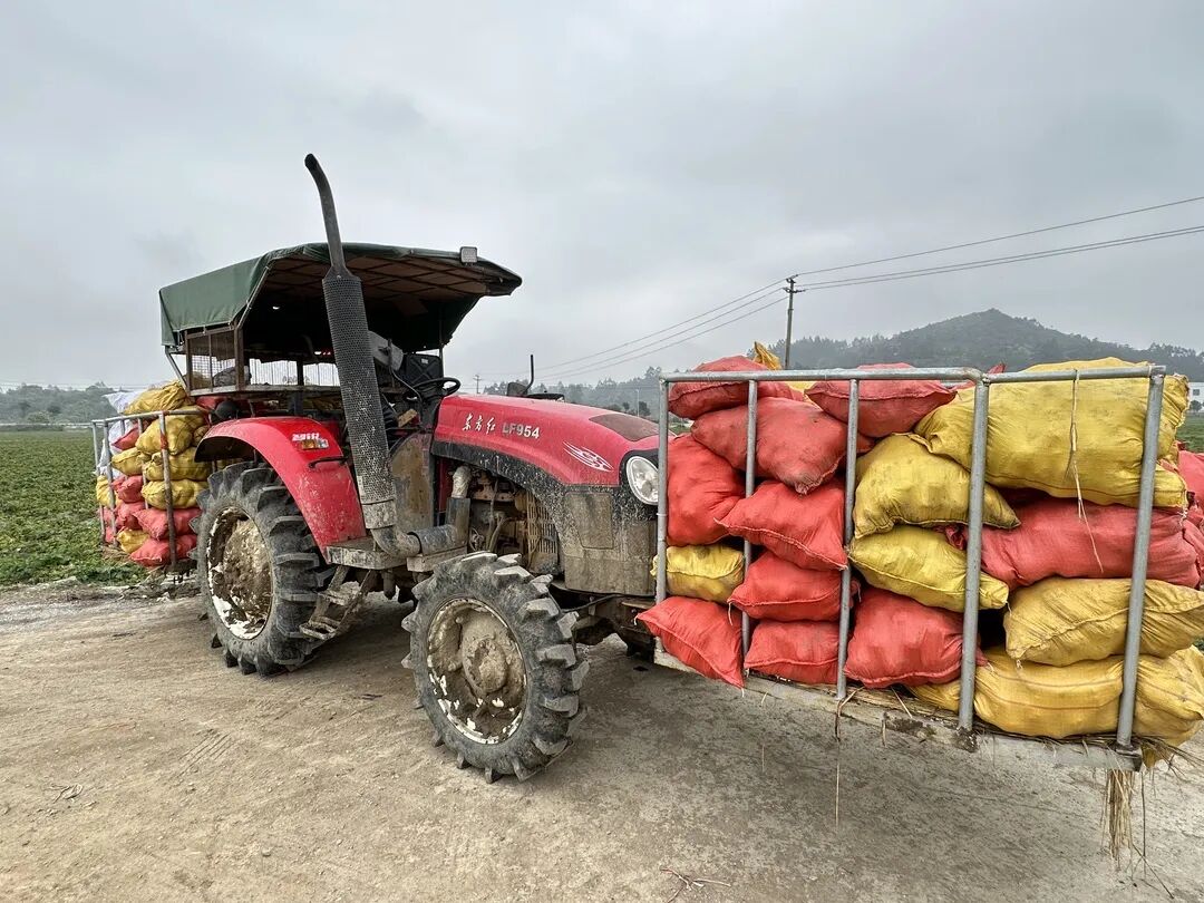 收获“金豆豆”~这个村迎来丰收季！