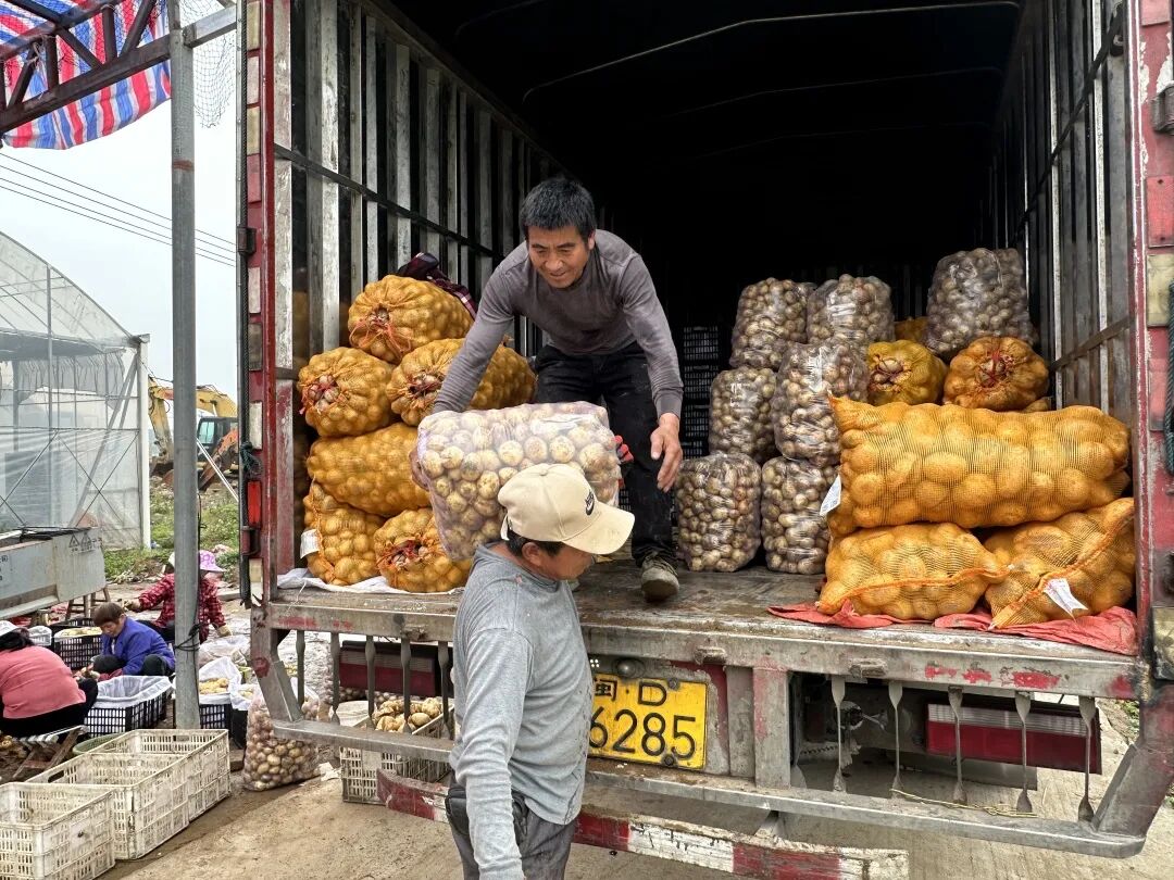 收获“金豆豆”~这个村迎来丰收季！