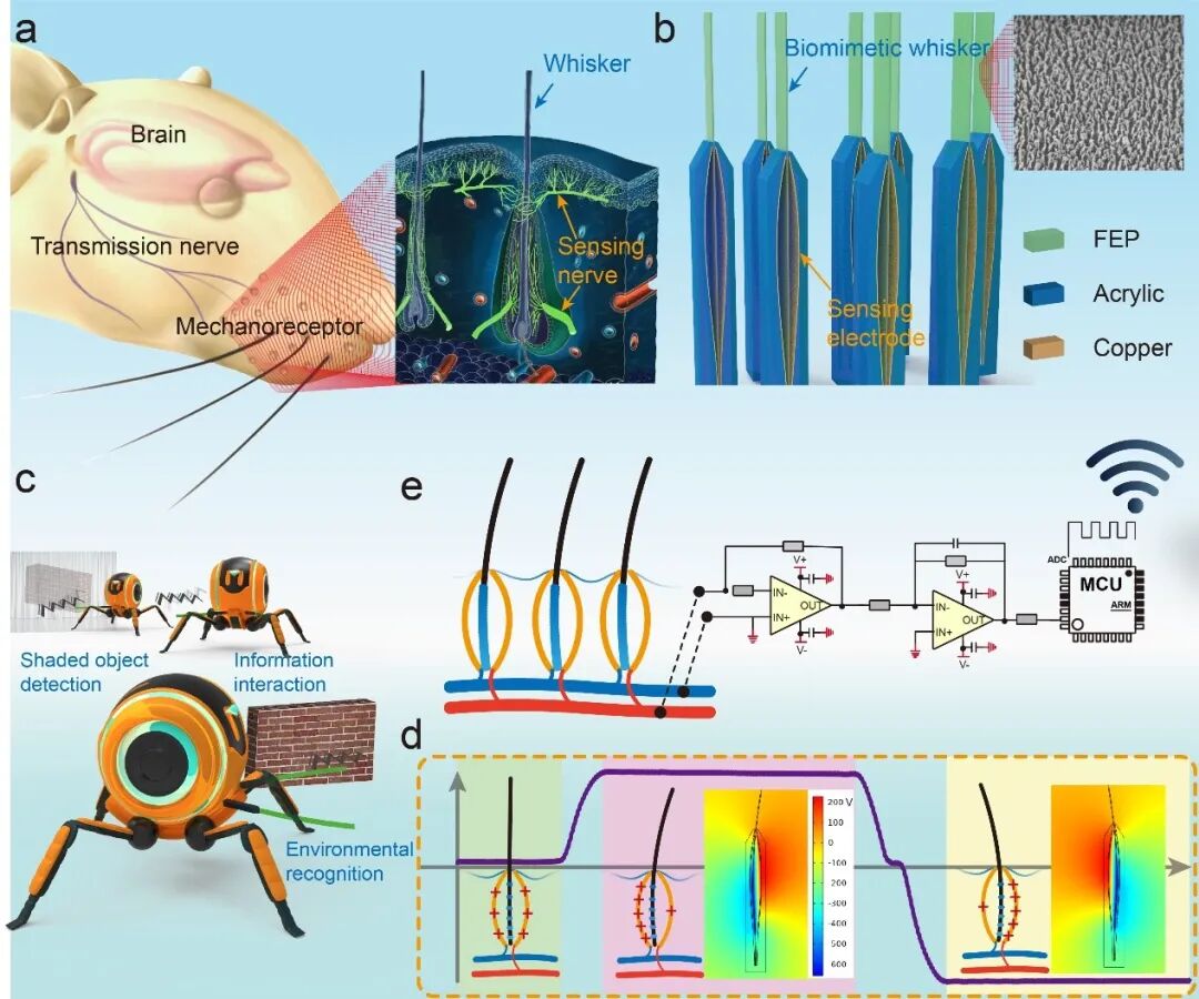 王中林院士团队AM：自供能仿生胡须，机器人的新一套环境识别系统的图1