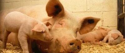 网传山东公务员用「母猪发情激素」投毒同事，激素对人体的影响有多大？