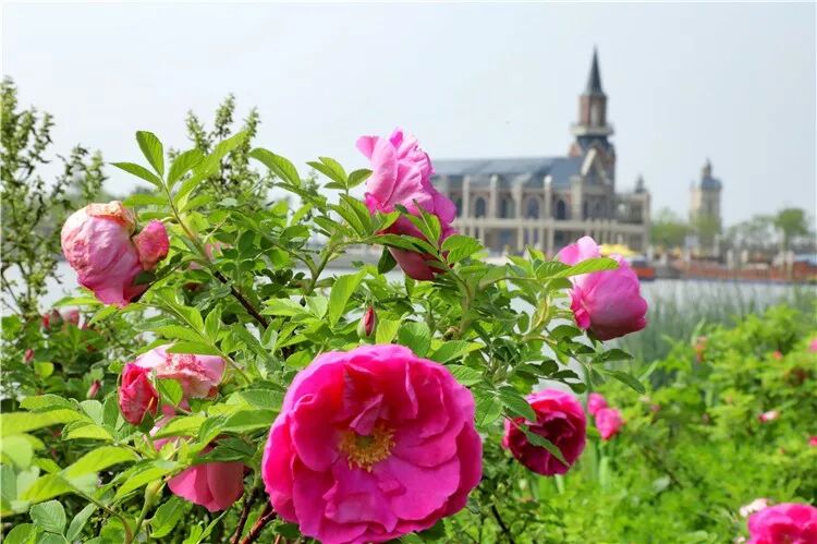 昨晚央视连“秀”盐城两处“花” 怎么能这么美