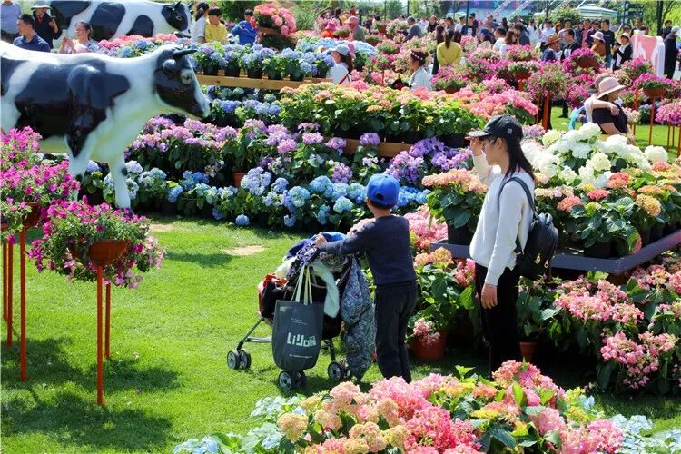 昨晚央视连“秀”盐城两处“花” 怎么能这么美