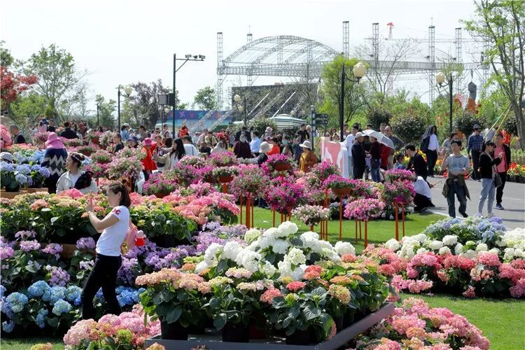 昨晚央视连“秀”盐城两处“花” 怎么能这么美