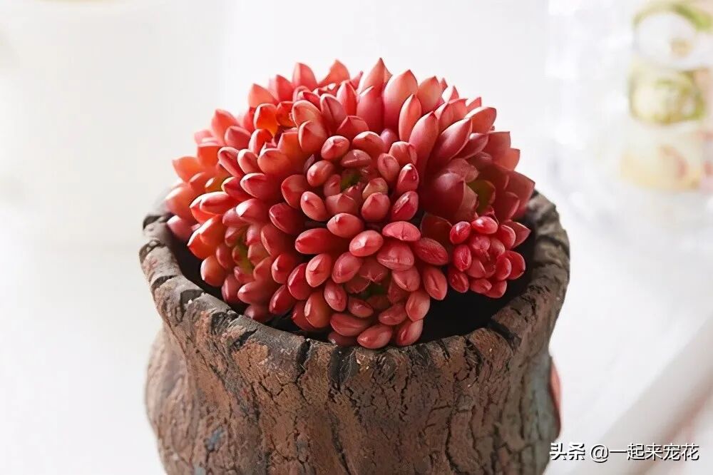 多肉植物的红宝石_多肉红宝石寓意及好处_红宝石多肉