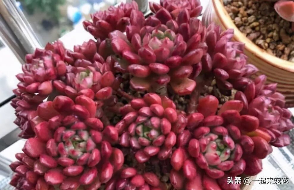 多肉植物的红宝石_红宝石多肉_多肉红宝石寓意及好处