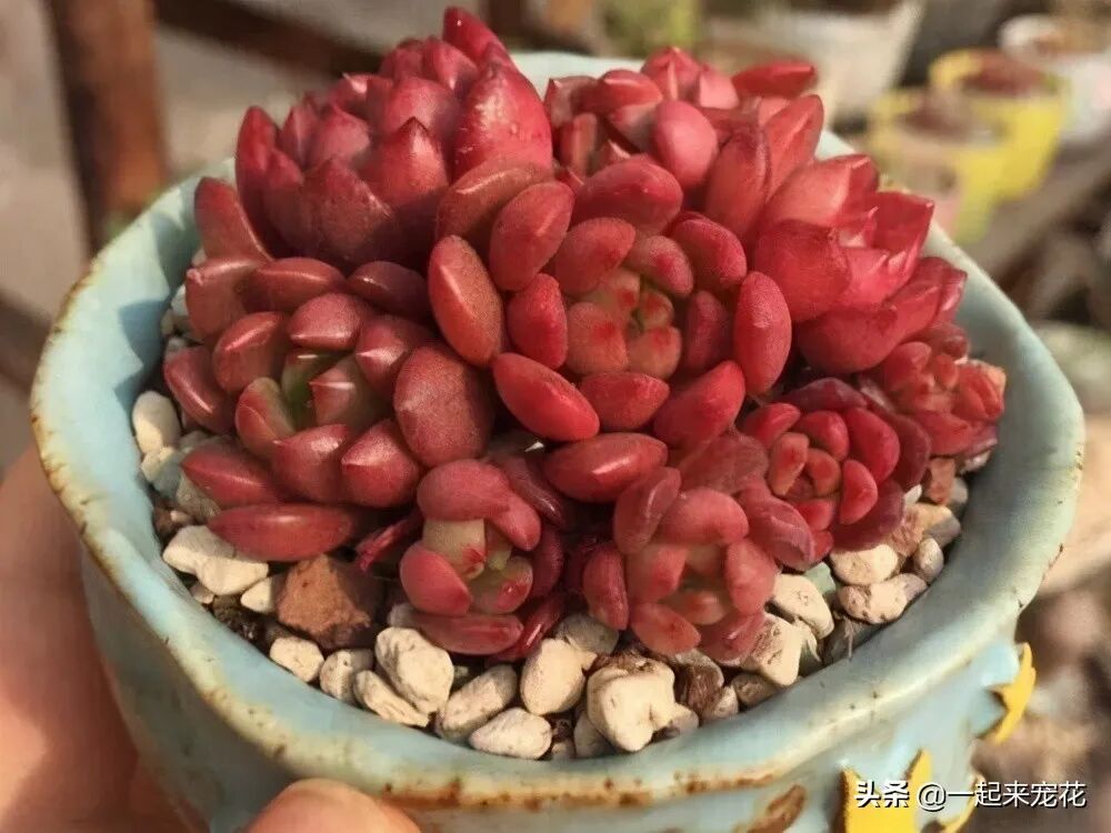 多肉植物的红宝石_红宝石多肉_多肉红宝石寓意及好处