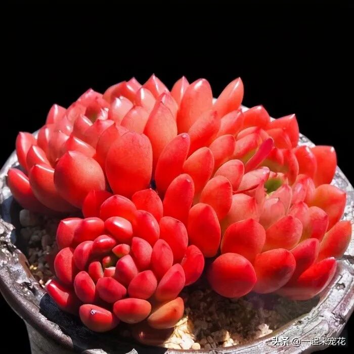 红宝石多肉 美美的多肉红宝石，颜色鲜红长成手捧花，原来是这样养出来的