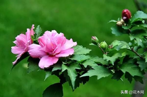 木槿之恋_滨海木槿还是海滨木槿_木槿树