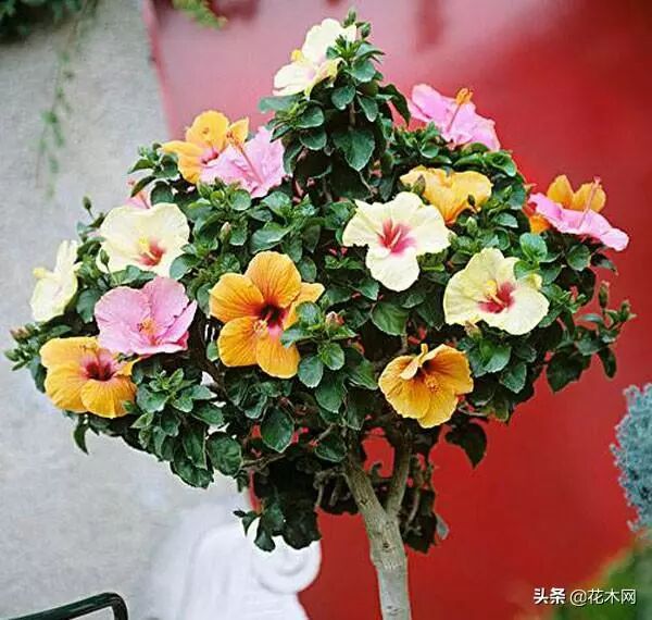 木槿树_木槿之恋_滨海木槿还是海滨木槿