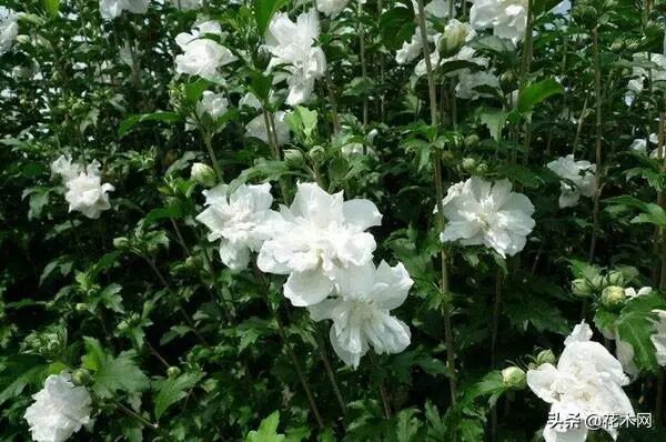 木槿树_滨海木槿还是海滨木槿_木槿之恋