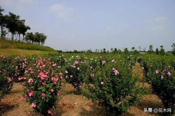 滨海木槿还是海滨木槿_木槿树_木槿之恋