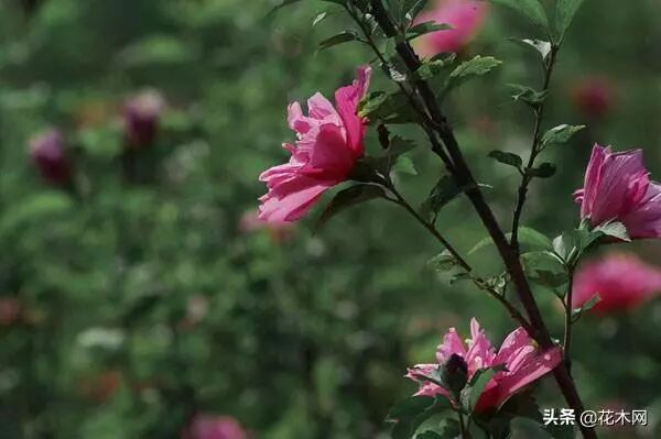 木槿之恋_木槿树_滨海木槿还是海滨木槿