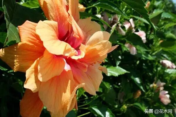 滨海木槿还是海滨木槿_木槿树_木槿之恋