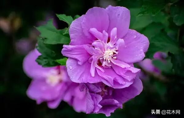 木槿树_滨海木槿还是海滨木槿_木槿之恋