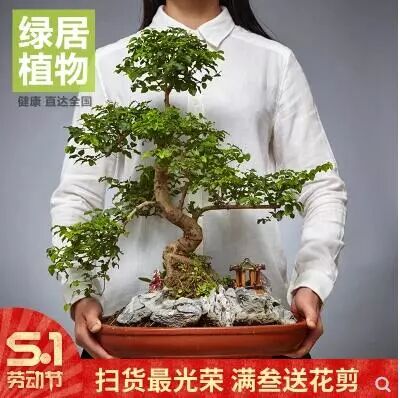 入门盆景制作视频_盆景制作入门_入门盆景制作方法