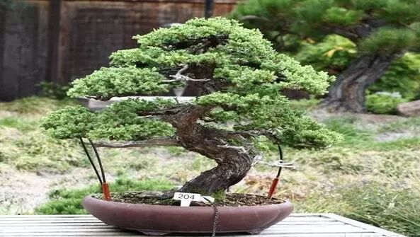 入门盆景制作方法_入门盆景制作视频_盆景制作入门