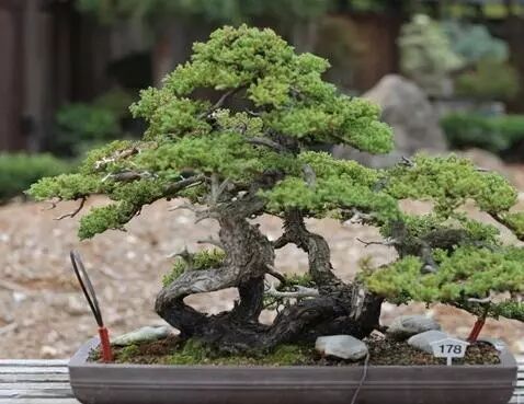 入门盆景制作方法_盆景制作入门_入门盆景制作视频