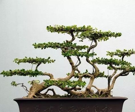 盆景制作入门_入门盆景制作视频_入门盆景制作方法