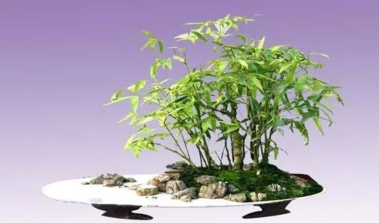 盆景制作入门_入门盆景制作视频_入门盆景制作方法