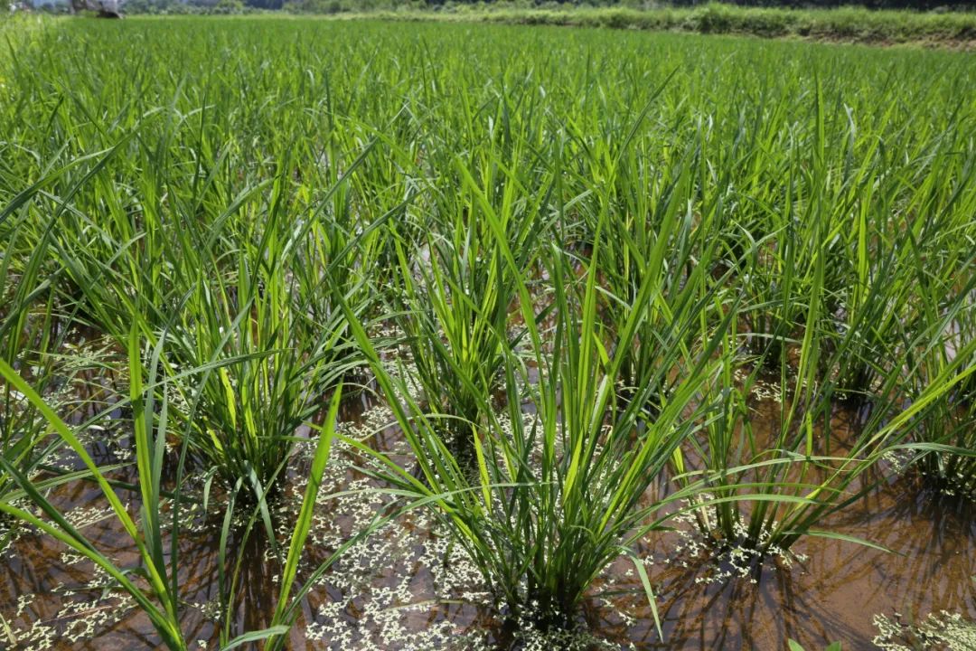 德慶馬圩鎮大力推廣種植有機水稻促農業增效農民增收