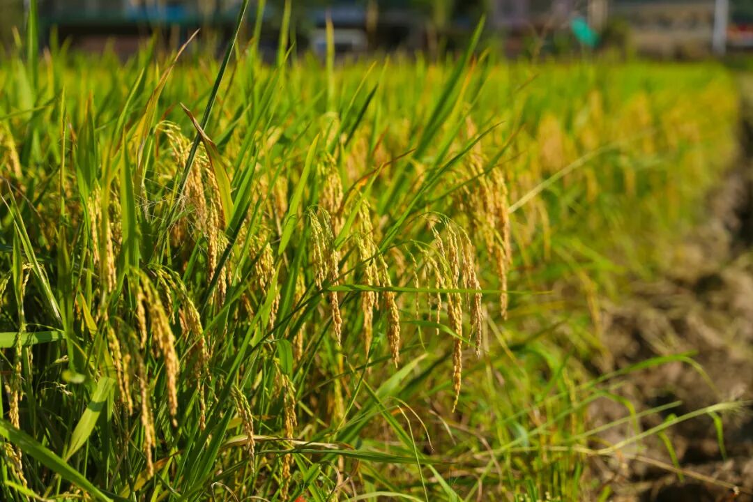 早稻又丰收啦~--肇房网
