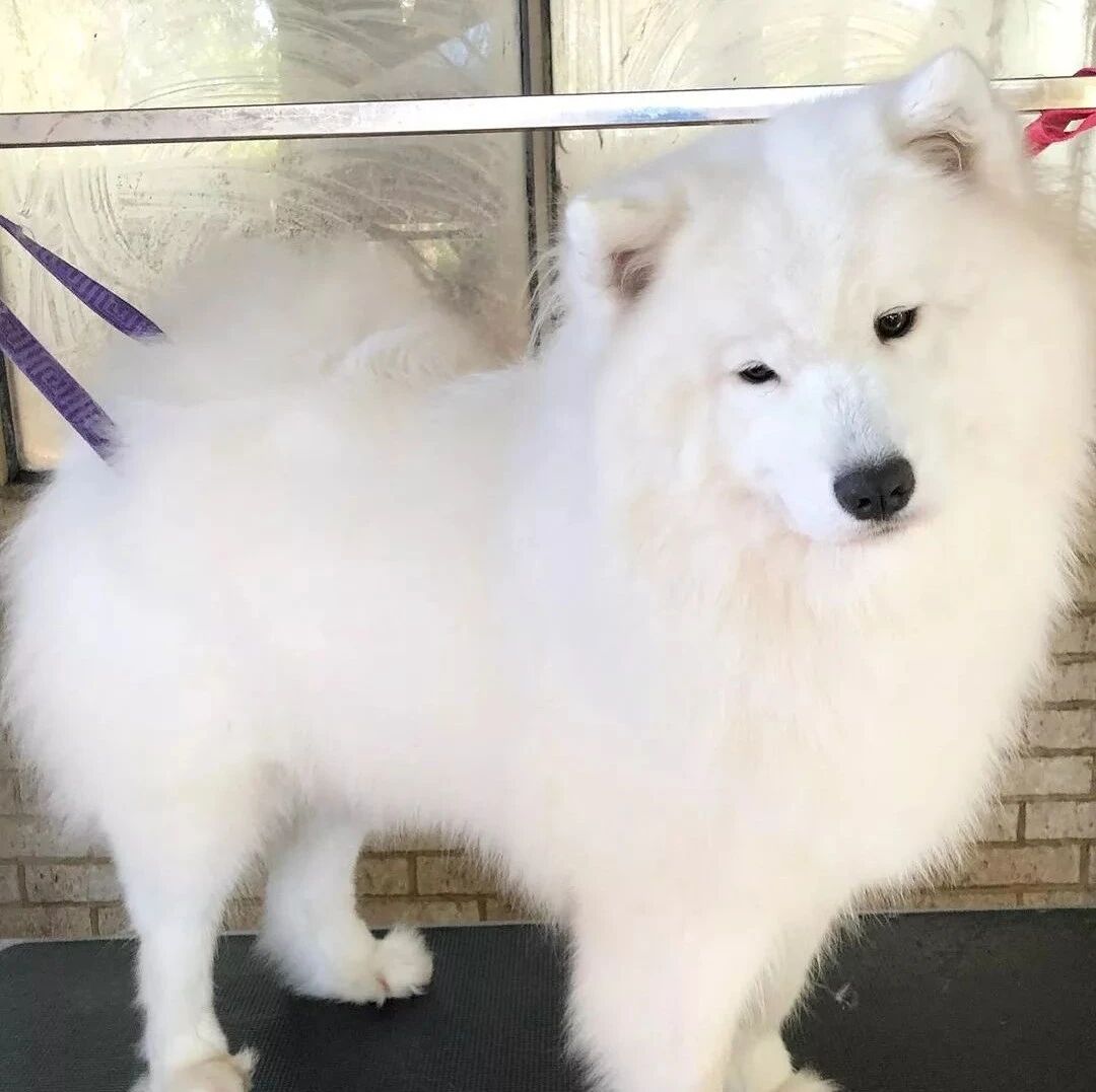 萨摩耶妖精“现原形”就是这么简单...