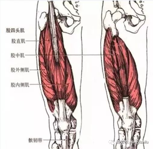 刃针治疗股四头肌损伤 明医之路 微信公众号文章阅读 Wemp
