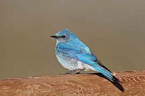 灰鹦鹉寿命_鹦鹉的寿命_塞内加尔鹦鹉寿命