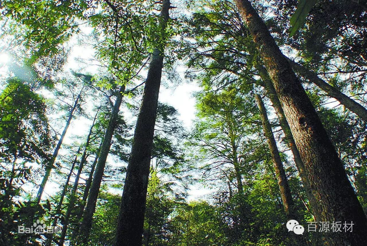 木材百科百源进口杉木生长在东太平洋沿岸的美国铁杉
